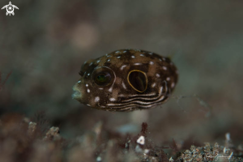 A Blowfish 