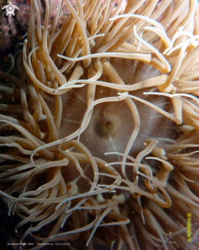 A Anemonia Viridis | Anémone de Mer