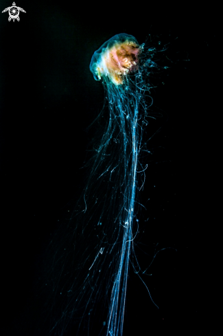 A Lions mane jelly