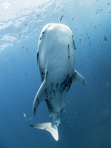 A Whale Shark