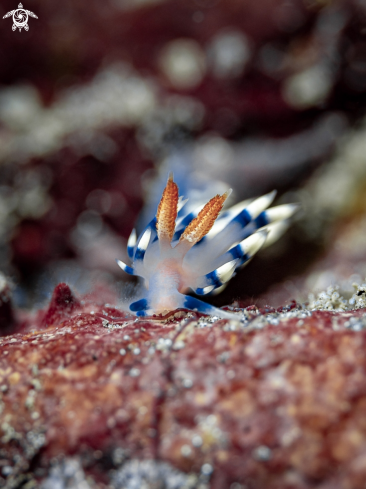 A Nudibranch