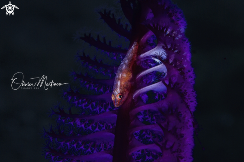 A Red Toothy Goby