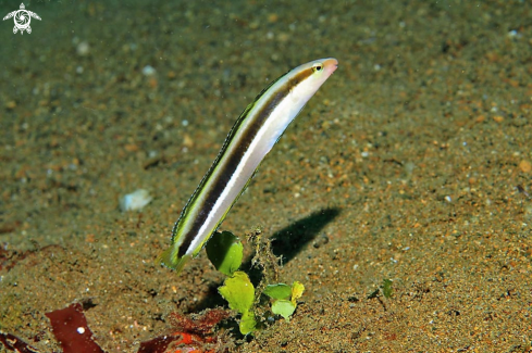 A reef fish