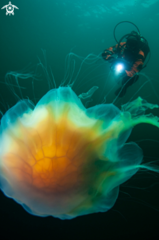 A Lions mane jelly