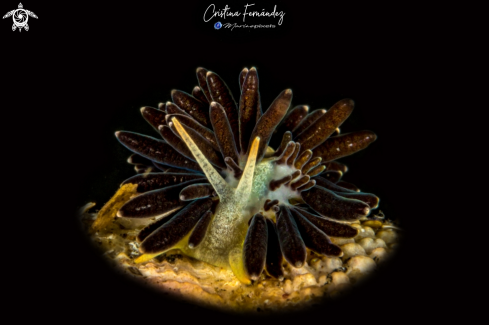 A Phestilla melanobrachia | Nudibranch