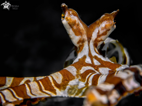 A Wunderpus Octopus