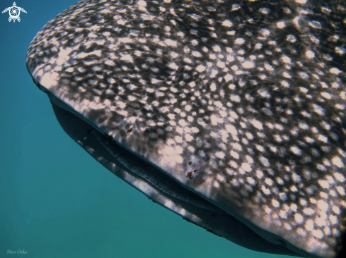 A Whale Shark