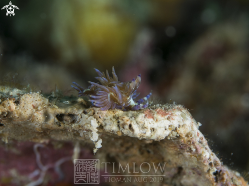 A Blue dragon nudibranch