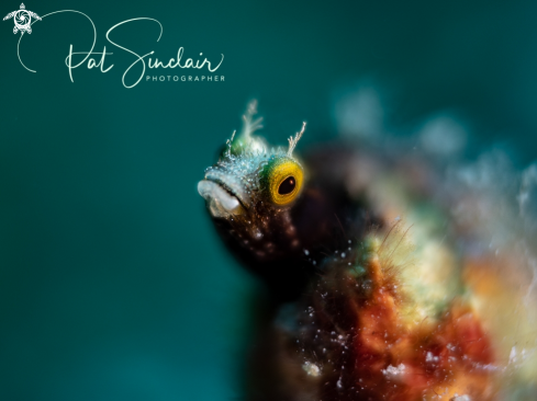 A Arcanthemblemaria spinosa | Spinyhead Blenny