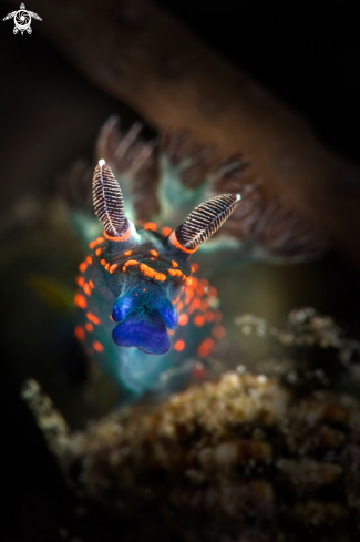 A Nudibranch Nembrotha sp., juvenile