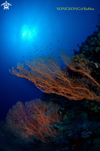 A Gorgonian 