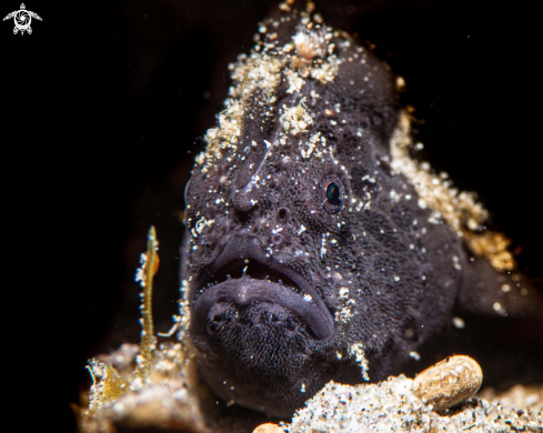 A Painted frogfish