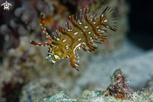 A Rockmover Wrasse