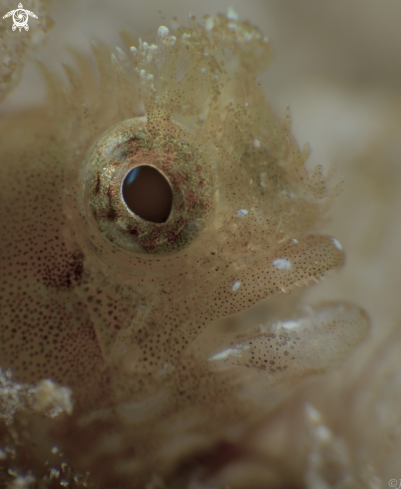 A Acanthemblemaria medusa | Medusa Blenny