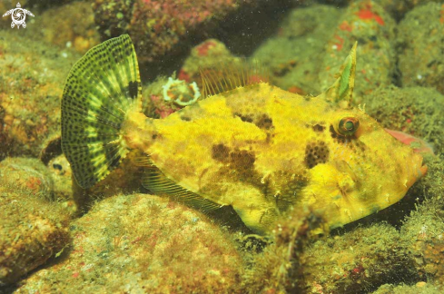 A reef fish