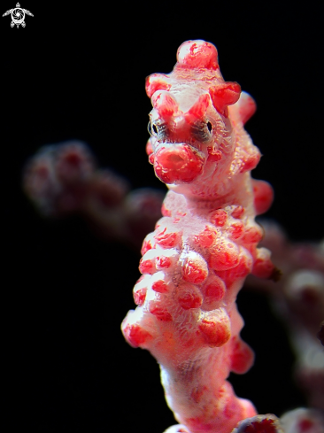 A Pygmy Seahorse