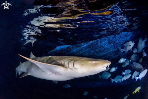 A Nurse shark