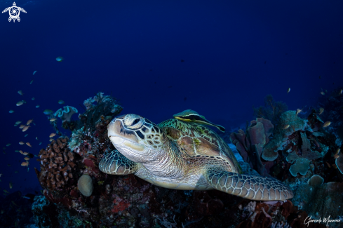 A Green Turtle