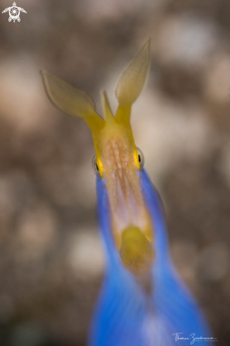 A Ribbon eel