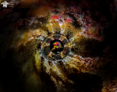 A Giant Frogfish