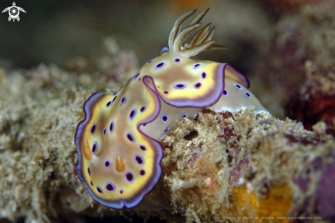 A Goniobranchus kuniei | Nudibranche