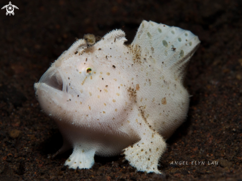 A Baby Hairy Frogfish 