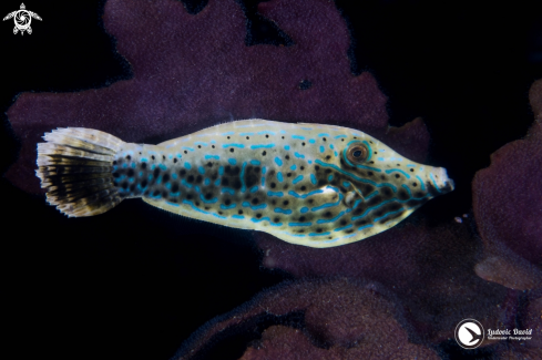 A Scrawled Filefish