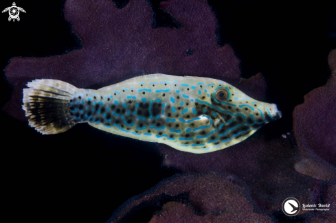 A Aluterus scriptus | Scrawled Filefish