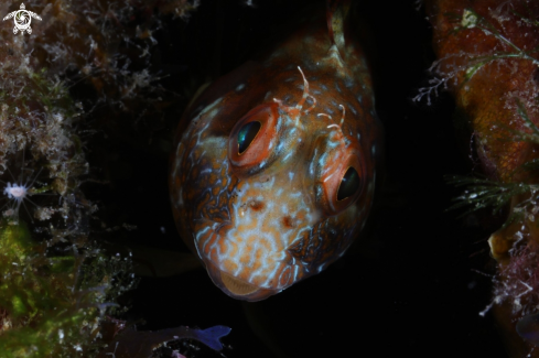 A Blenny