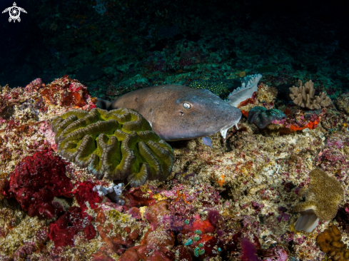 A Brownbanded Bamboo Shark