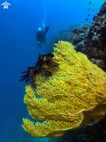 A Alcyonacea | soft coral