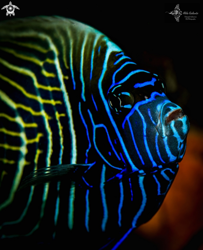 A Emperor Angelfish Juvenil