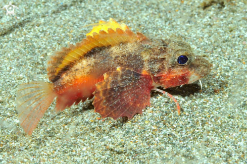 A sea robin