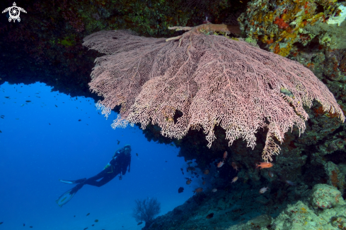 A Gorgonia and model