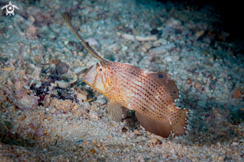 A Peacock wrasse
