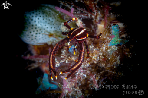 A Allogalathea elegans | Feather star squat lobster