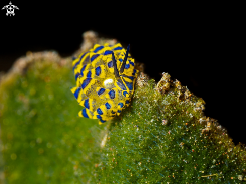 A Stiliger ornatus | Nudibranch