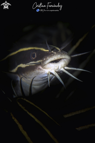 A Plotosus lineatus | Striped catfish