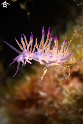 A Flabellina affinis nudibranch