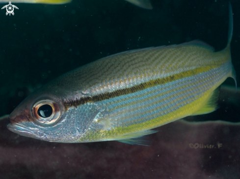 A Lutjanus lutjanus  | Bigeye snapper