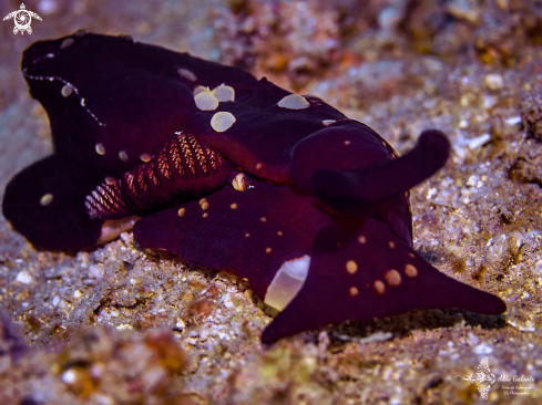 A Berthella Seaslug