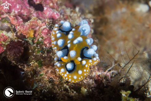 A Ocellated Phyllidia Nudibranch