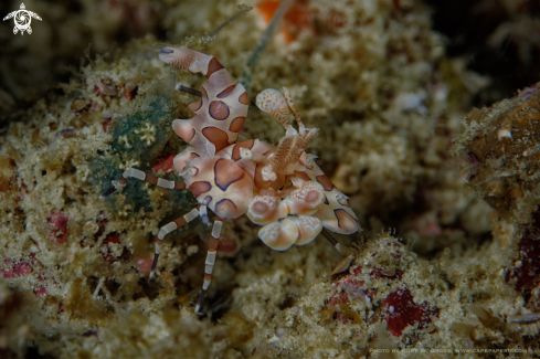 A Harlekin shrimp