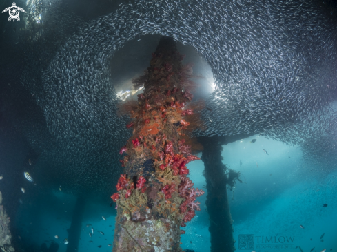 A  Dendronephthya carnation | Soft corals and fishes