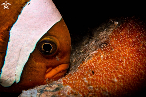 A Anemone fish