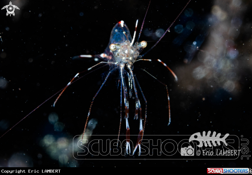 A Clear Cleaner Shrimp