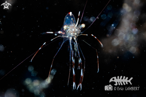 A Urocaridella | Clear Cleaner Shrimp