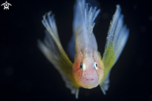 A Juvenile waspfish