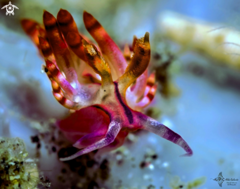 A Nudibranch - Sea Slug