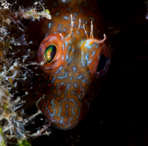 A Blenny